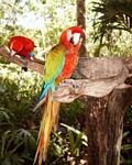 pic for Parrot color